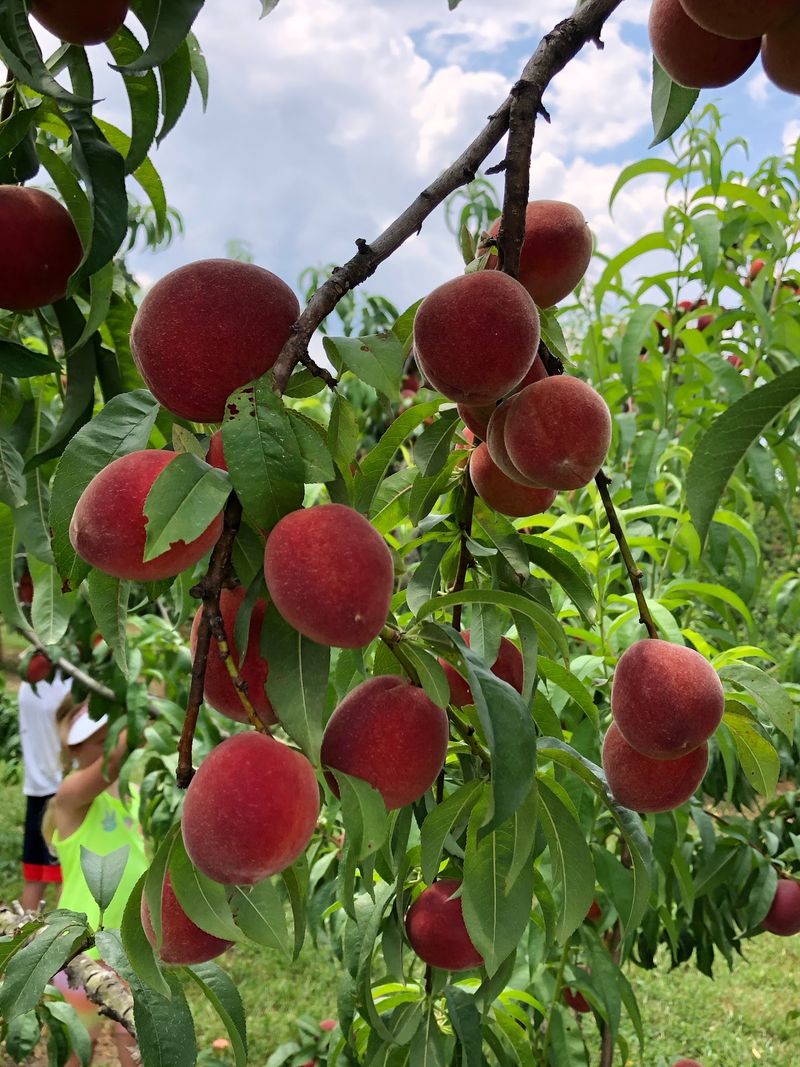 Millstone Creek Orchards, Ramseur, NC