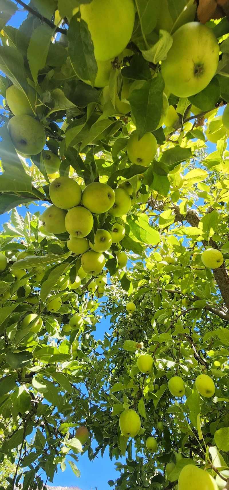 Stone Pantry Orchard, Yucaipa, CA