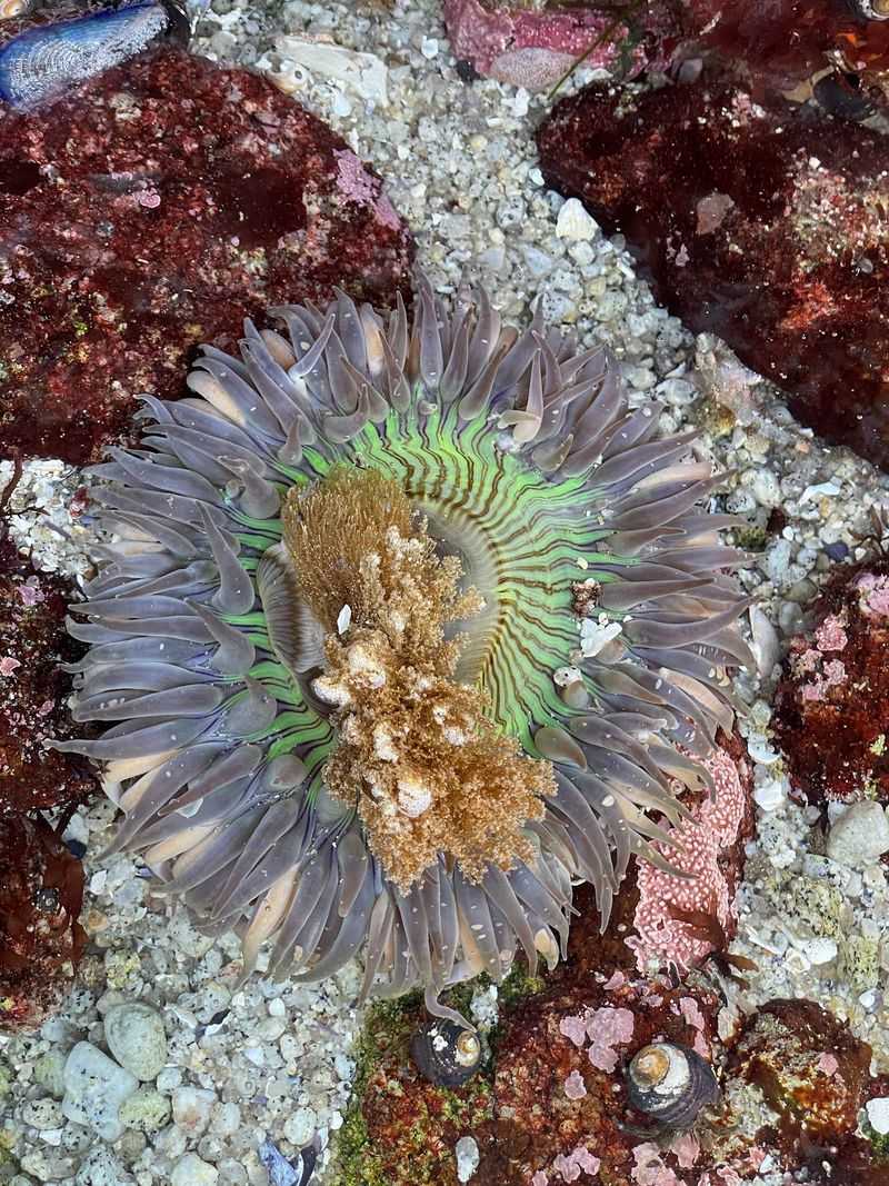 The Great Tide Pool, Pacific Grove, CA