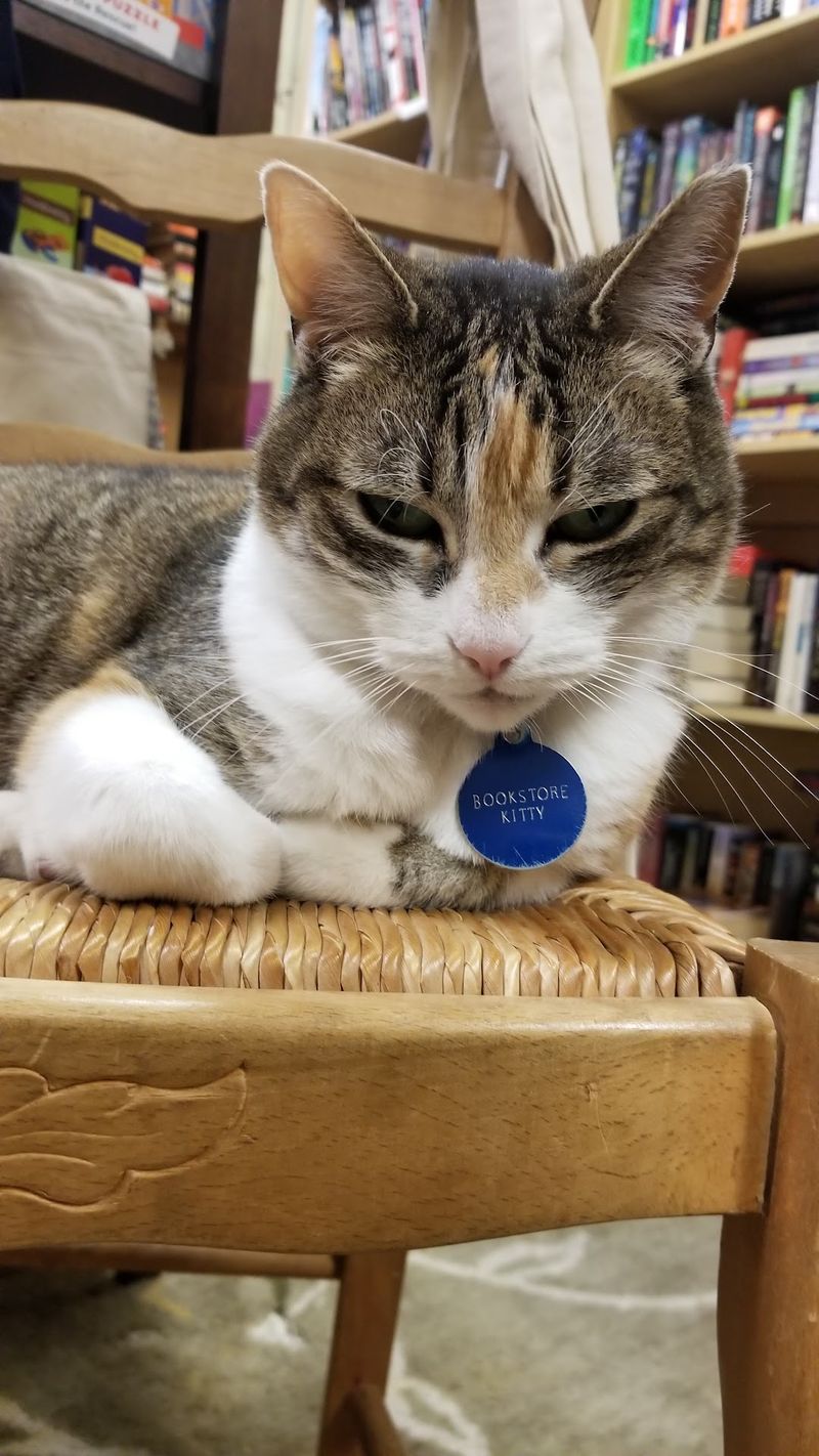 Keep An Eye Out For Kitty Meow