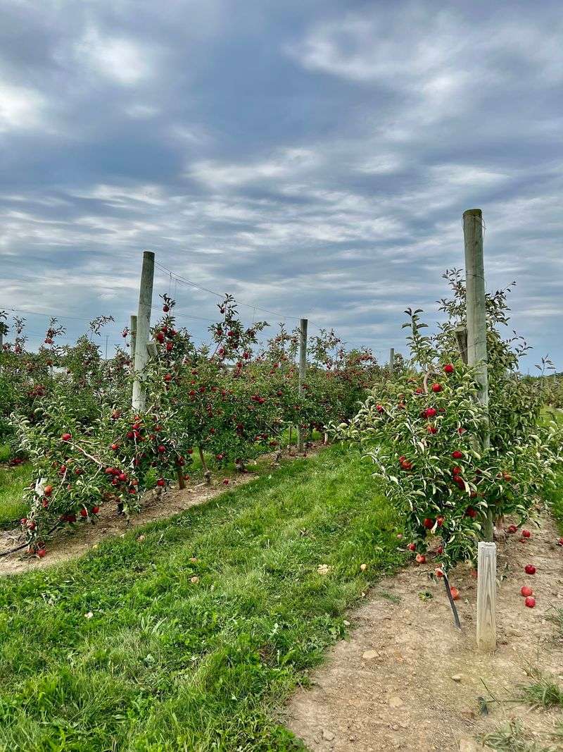 A Family Orchard on Telegraph Road