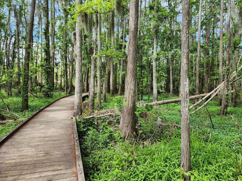 Joyce Wildlife Swampwalk, Ponchatoula, LA