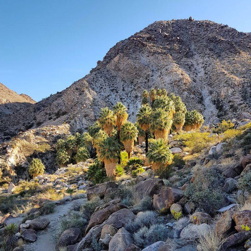 Fortynine Palms Oasis, Twentynine Palms, CA