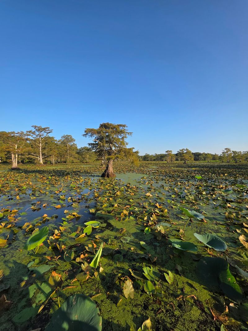 Rare Mississippi Green Watersnakes Use The Backwaters