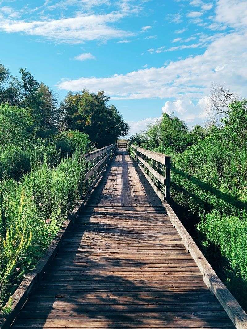 Bayou Sauvage NWR Ridge Trail & Boardwalk, New Orleans, LA