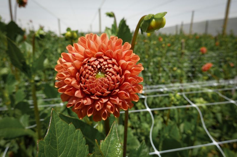 Beulah Blooms Flower Farm