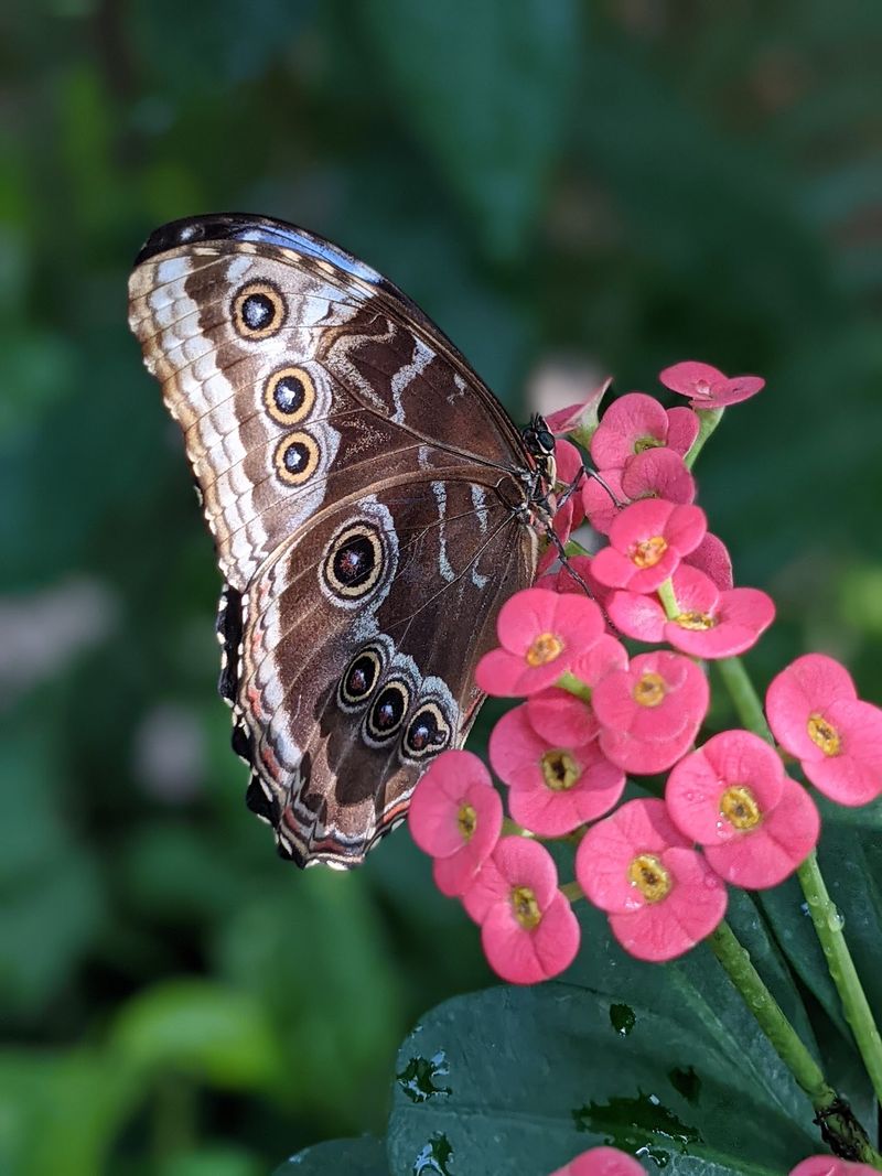 The Key West Butterfly and Nature Conservatory