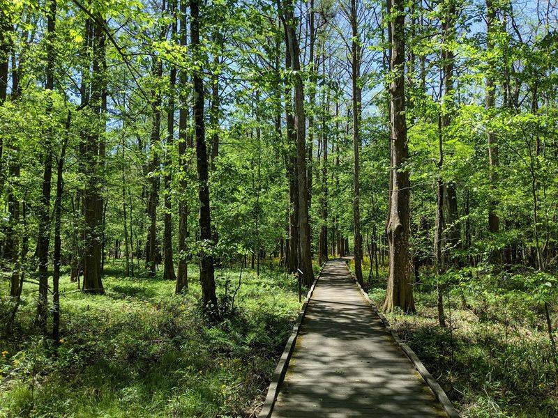 Trails Through Cypress Swamp And Shaded Woods