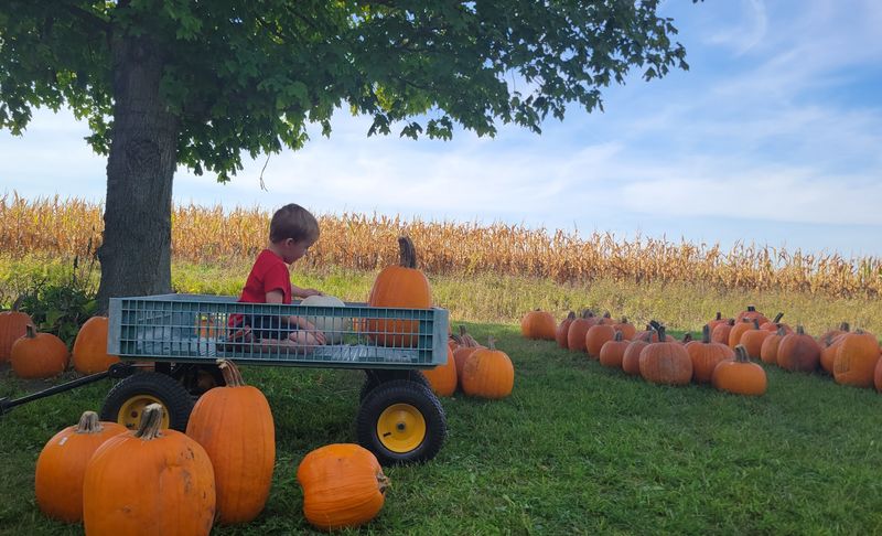 Pierce's Pumpkin Patch, Chariton