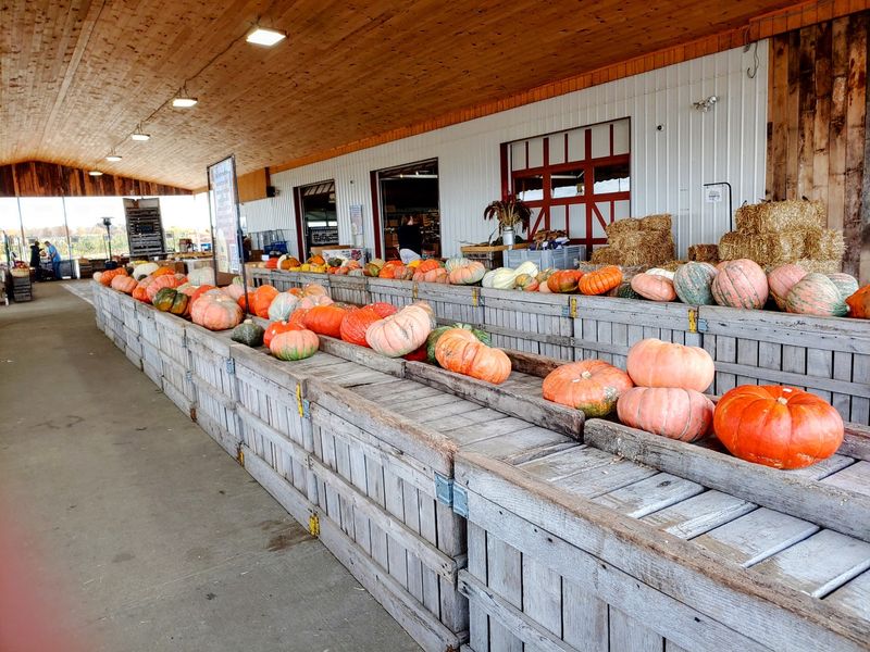 Pumpkins, Gourds, And A Corn Maze Worth Getting Lost In