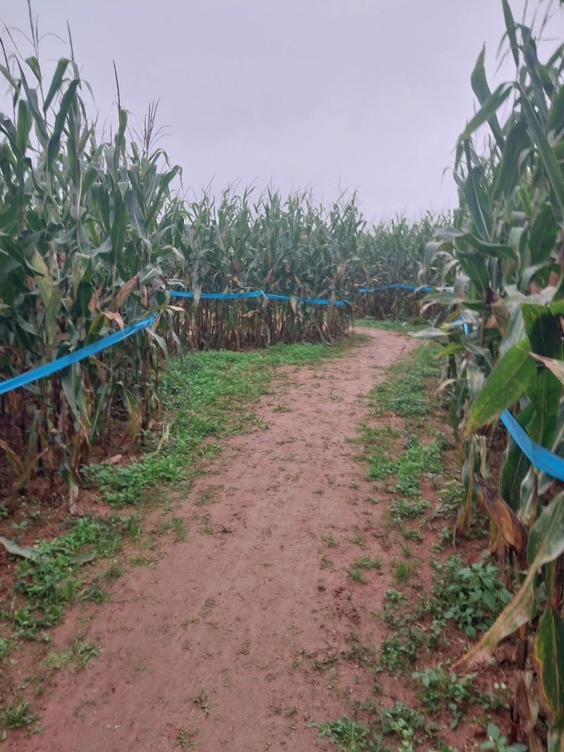 Maize Quest Fun Park - Official Listing