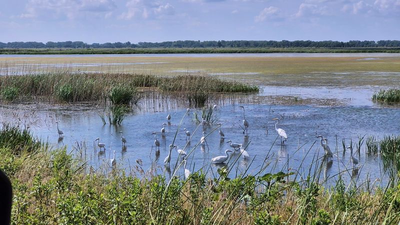 Quivira National Wildlife Refuge, Stafford