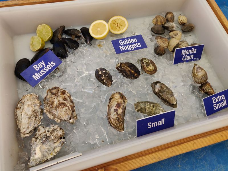 The Legendary Golden Nugget Oyster