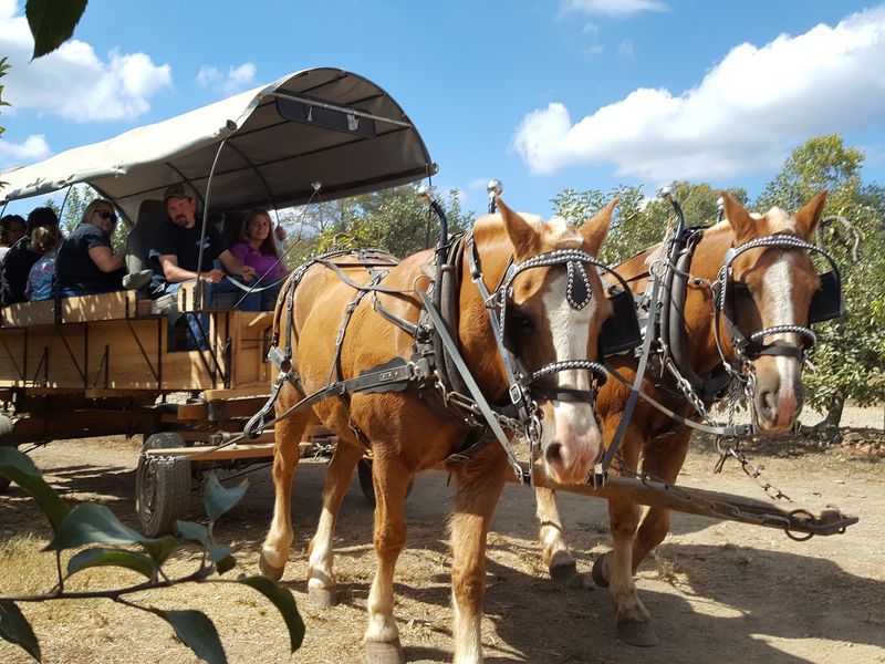 Wagon Rides Run Through The Orchard