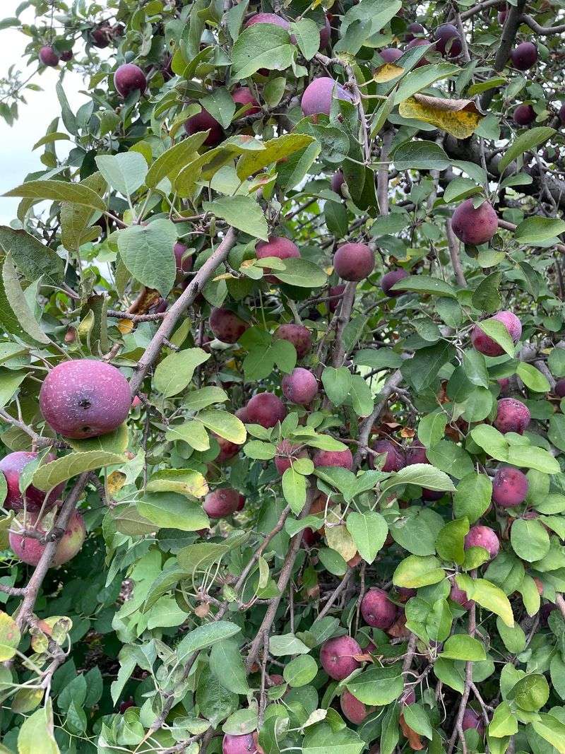 Exactly Eighteen Different Apple Varieties Grow Here