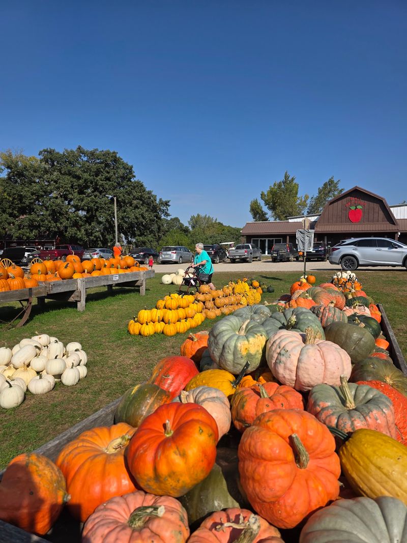 Pumpkins Straight From The Patch