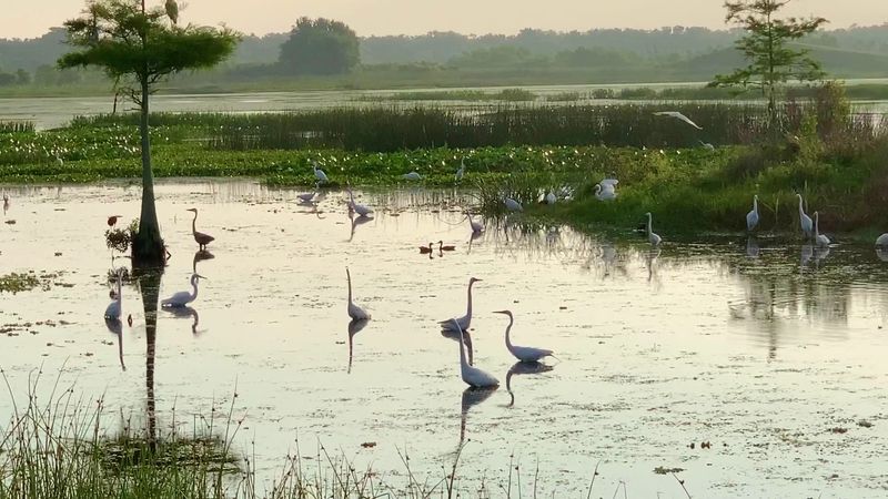 Orlando Wetlands