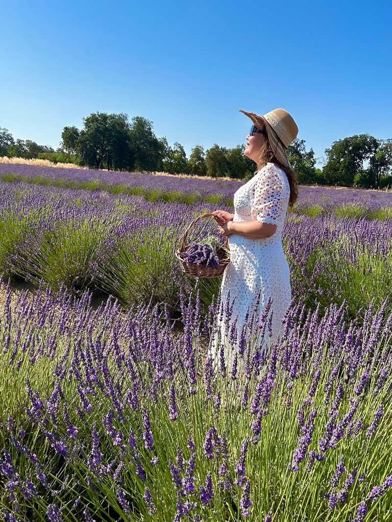 D.A.M.N. GOOD LAVENDER FARM AND APIARY, Woodland, CA
