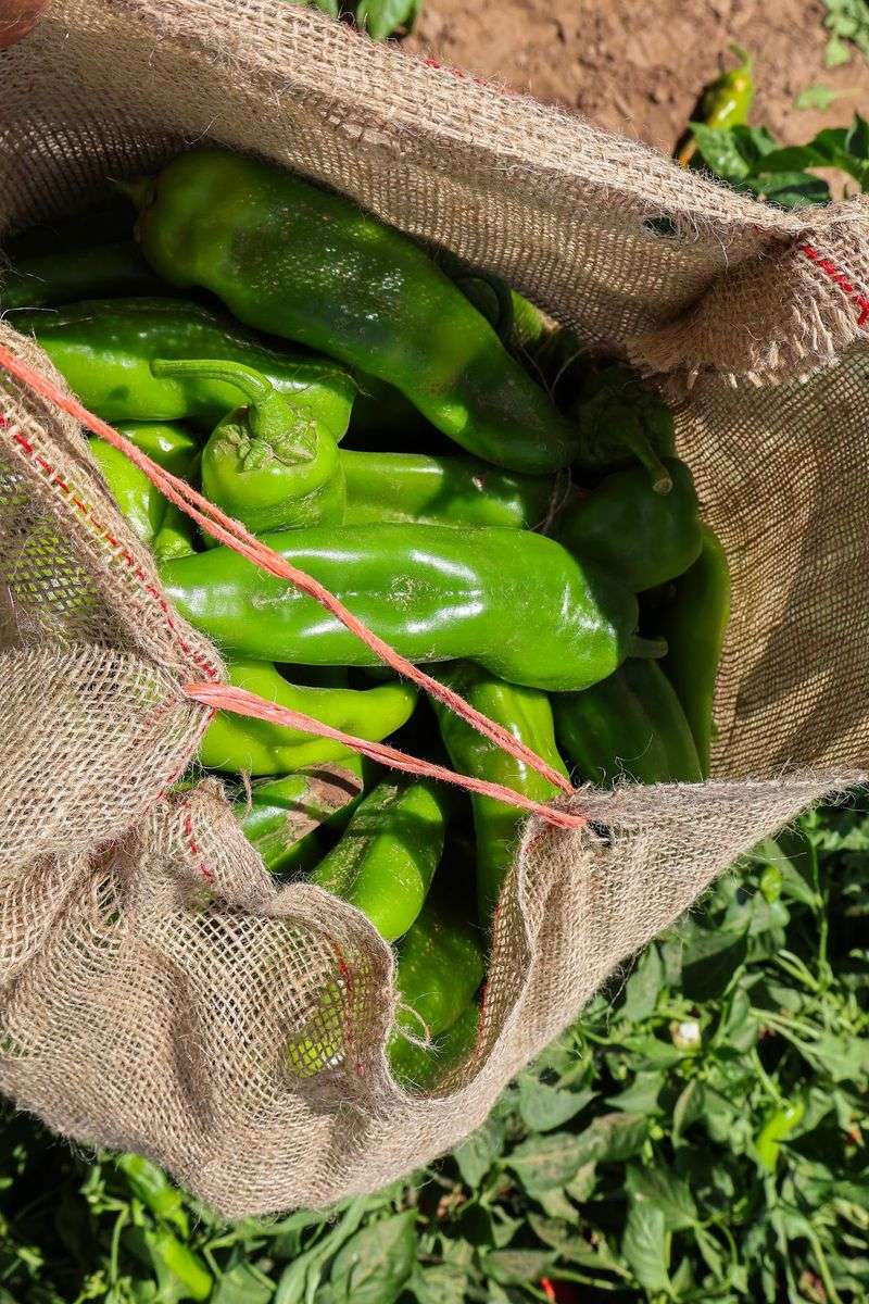 Celebrating New Mexico Food Heritage