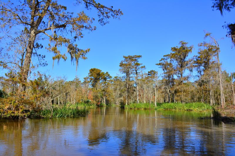 Notice What The Swamp Protects