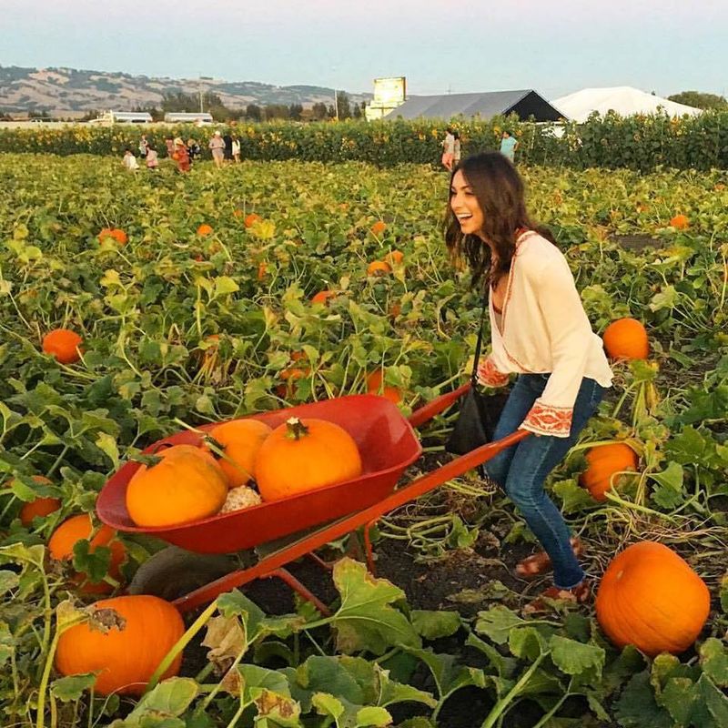 Petaluma Pumpkin Patch and Amazing Corn Maze, Petaluma, CA