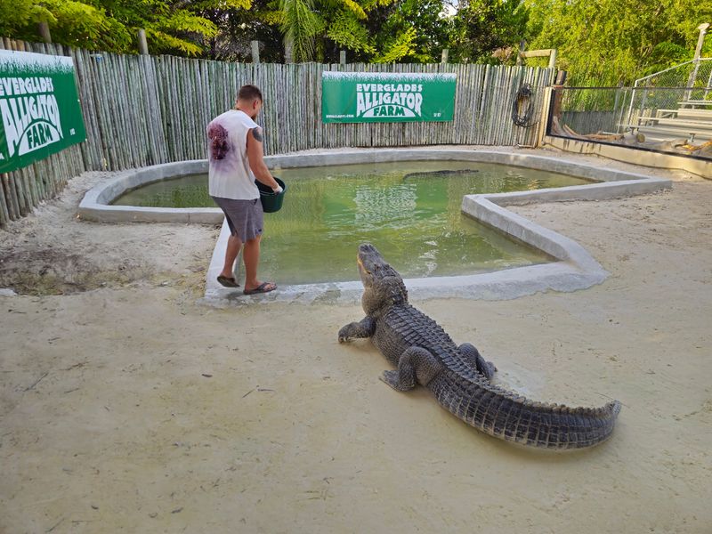 Everglades Alligator Farm