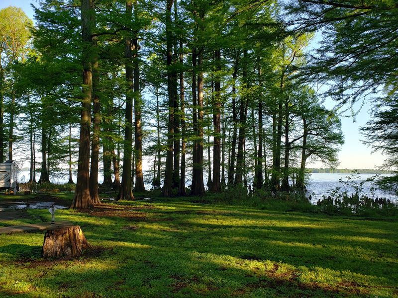 Logs And Lake Edges Are Good Places To Look