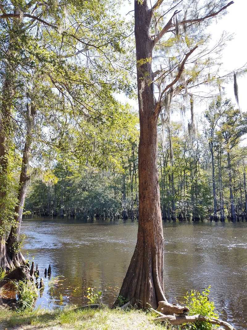Not Every Waterside Snake Is A Cottonmouth