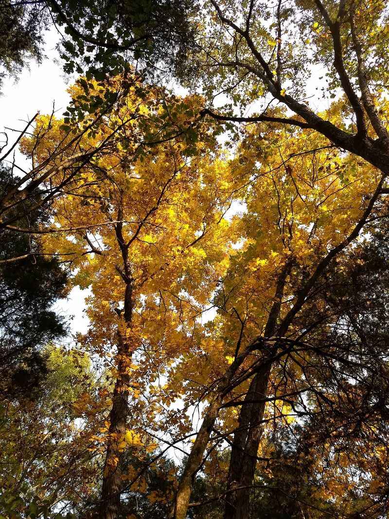 Quiet Trails Takes The Fall Day Into The Woods
