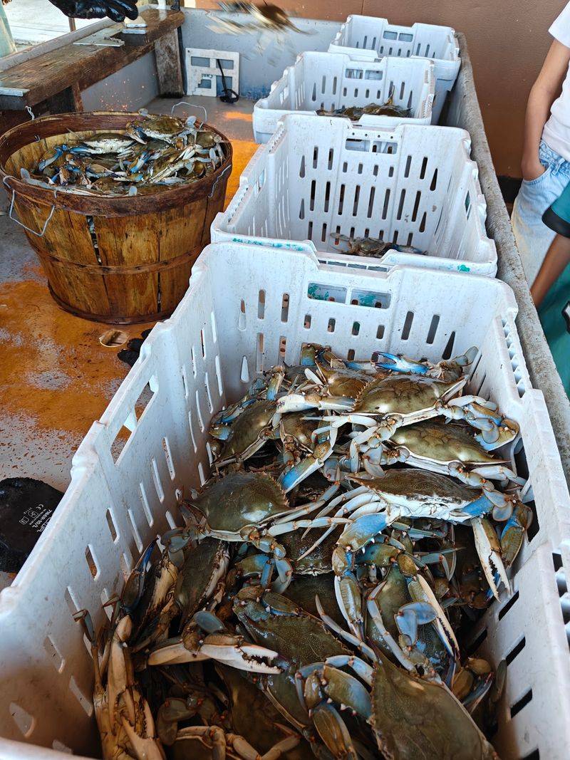Sorting And Steaming Happen After The Crabs Reach The Dock