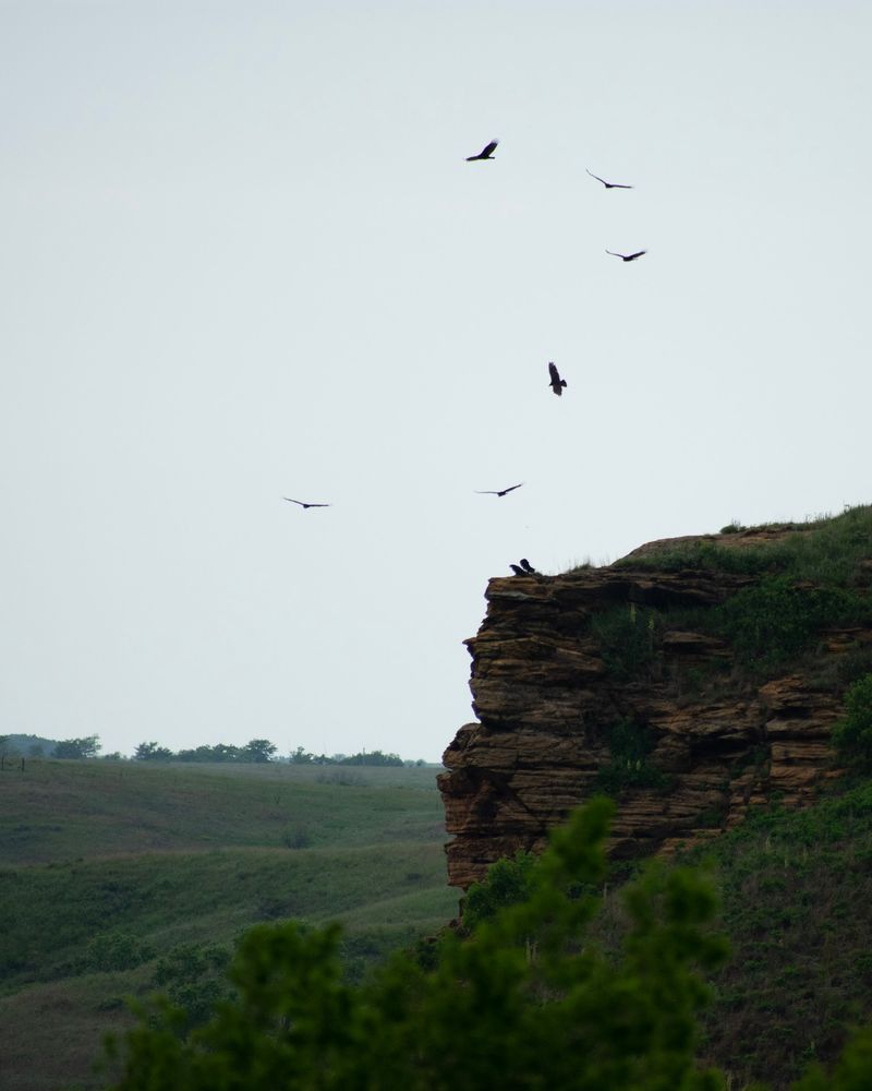 Wild Neighbors Along The Loop