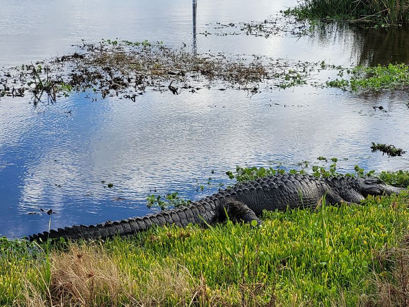 Sweetwater Wetlands Park