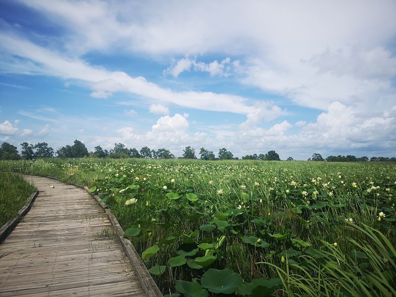 The Boardwalk Through Prairie Grass