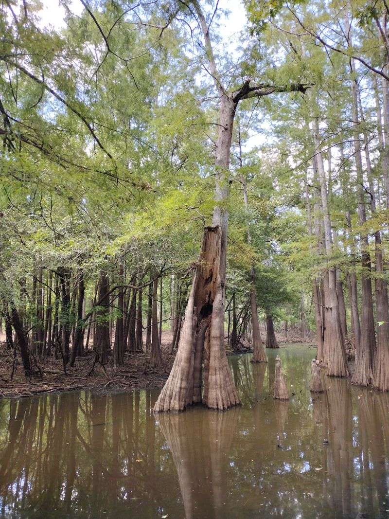 D'Arbonne National Wildlife Refuge