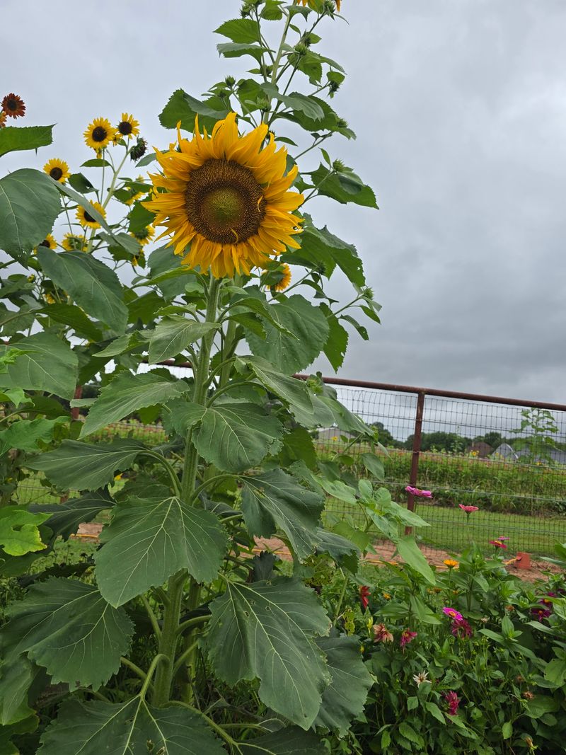 Raccoon Bend Farms