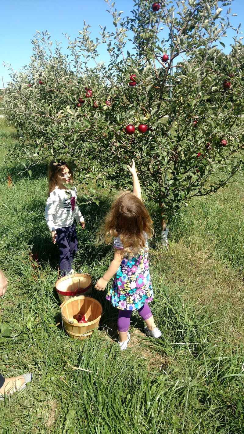 Allen's Orchard, Marion
