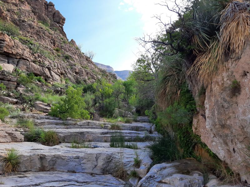 Cottonwoods Shade A Hidden Canyon Escape