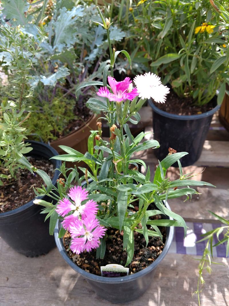 Beyond Lavender: Zinnias, Dahlias, and a Cutting Garden