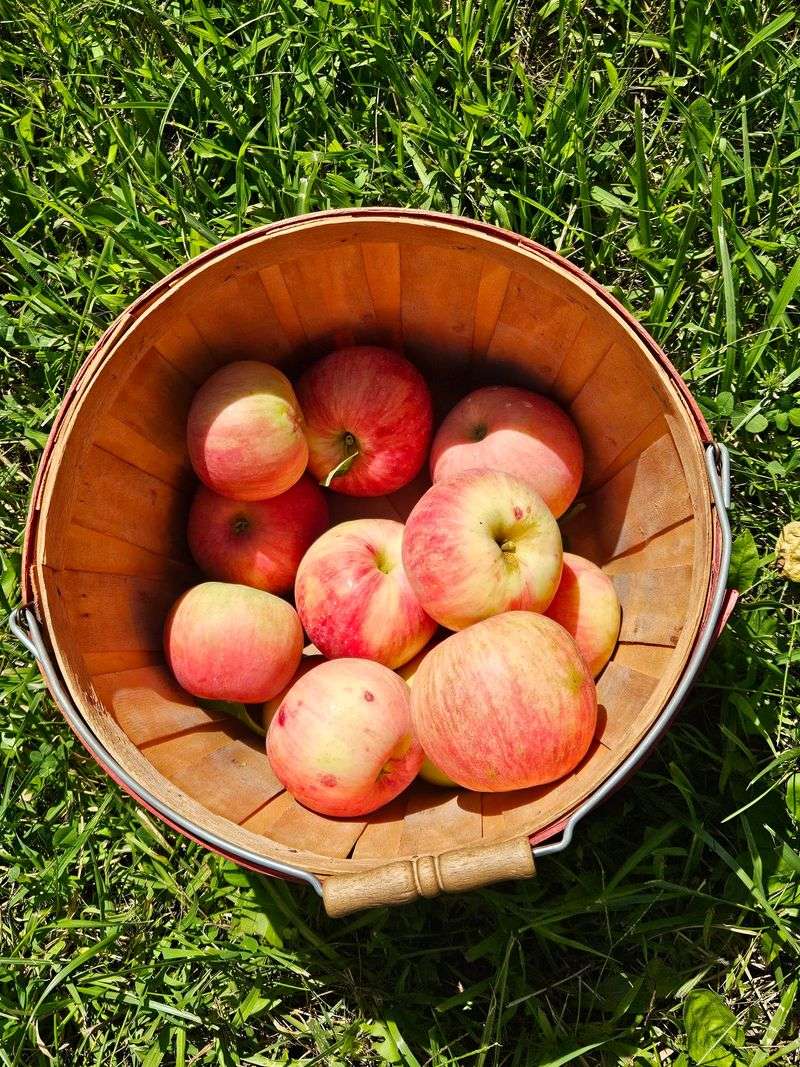 Allen's Orchard, Marion