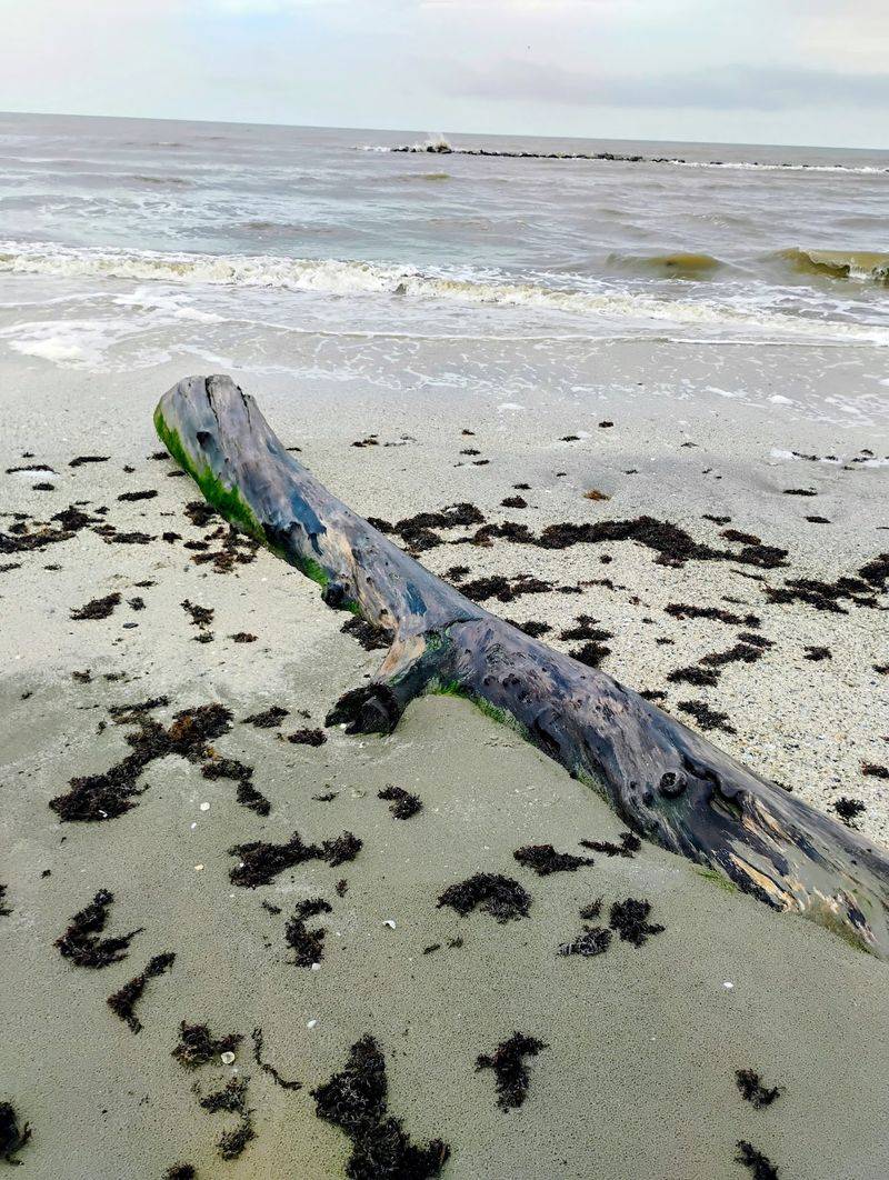 Shell Hunting That Keeps People Coming Back