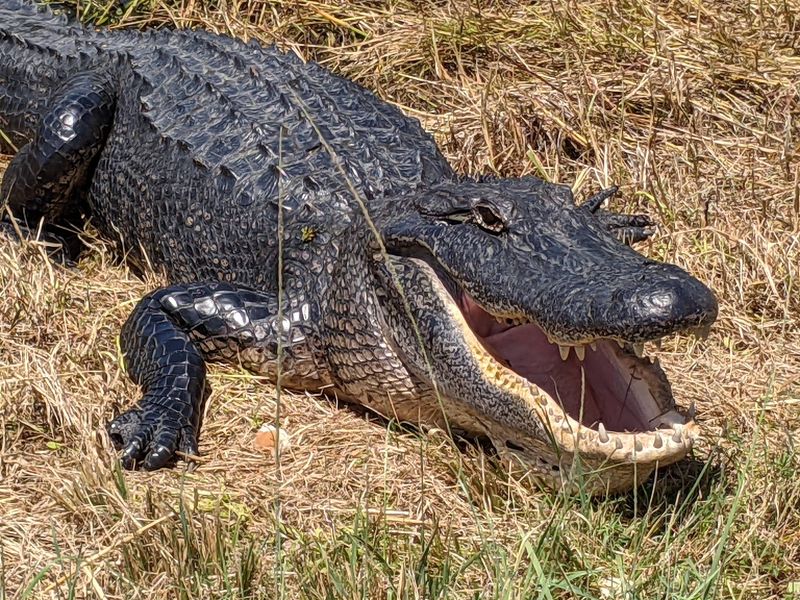 Alligators, Turtles, And Other Marsh Neighbors