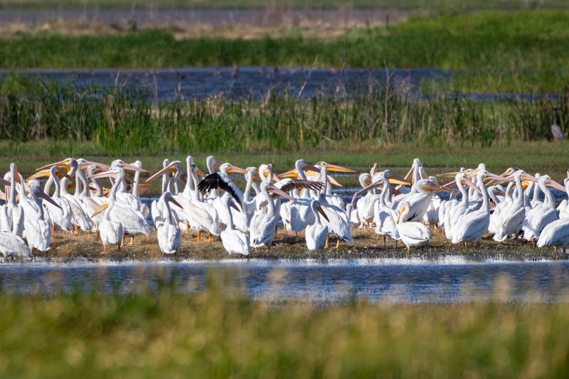 Cheyenne Bottoms Wildlife Area, Great Bend
