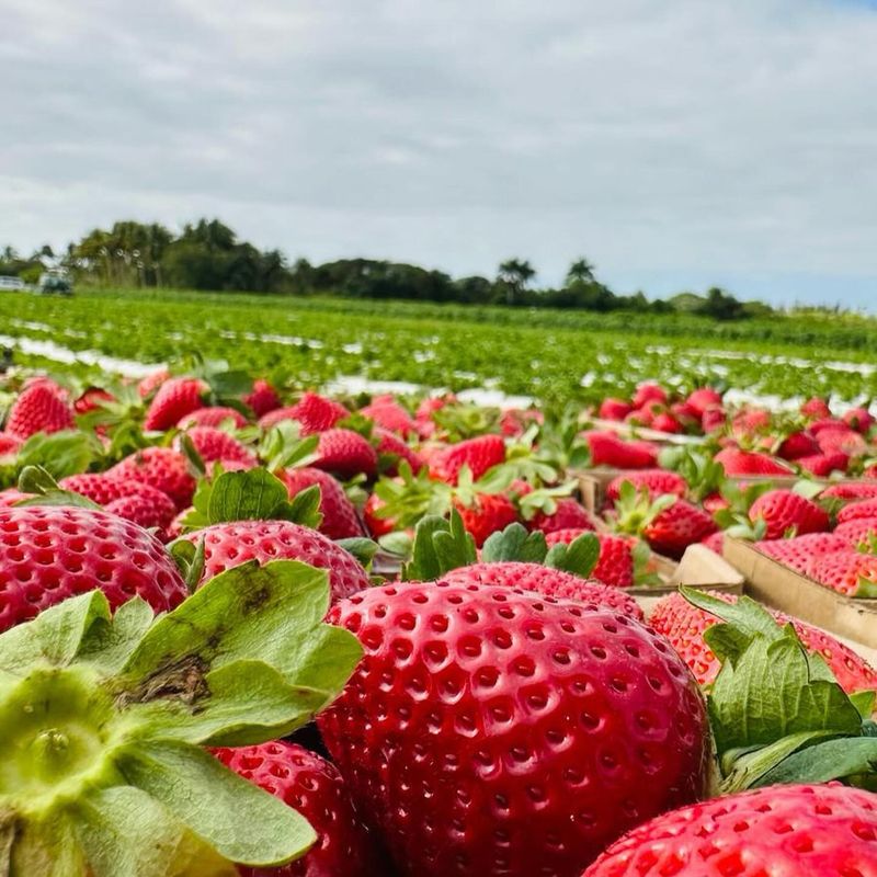 The Berry Farms