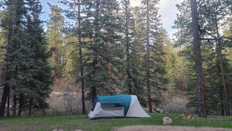 Towering Pines Frame The Campsites