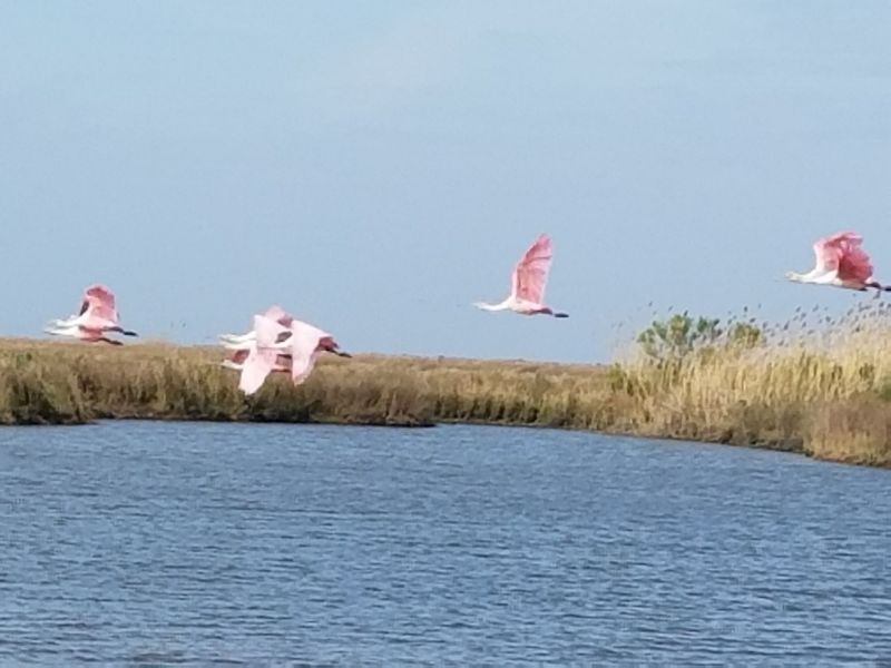 Marsh Island
