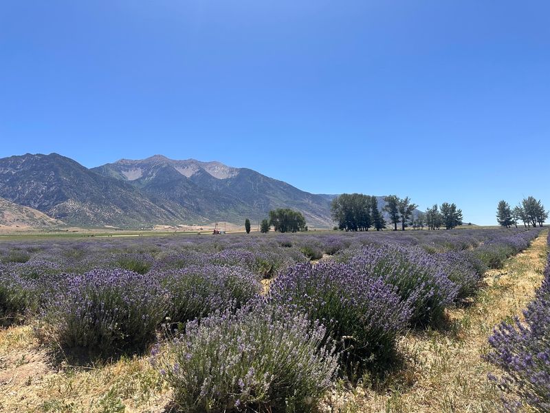 Young Living Lavender Farm, Mona, UT