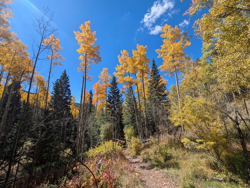 Golden Leaves Light Up The Trail