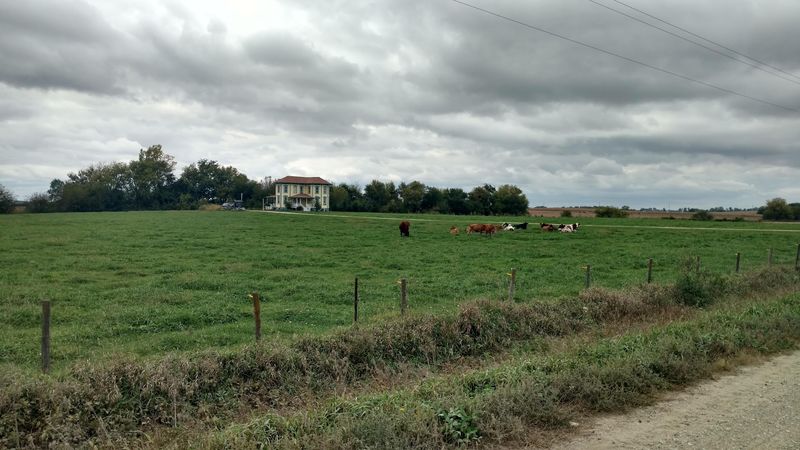 Cows Grazing Just Beyond The Parking Lot
