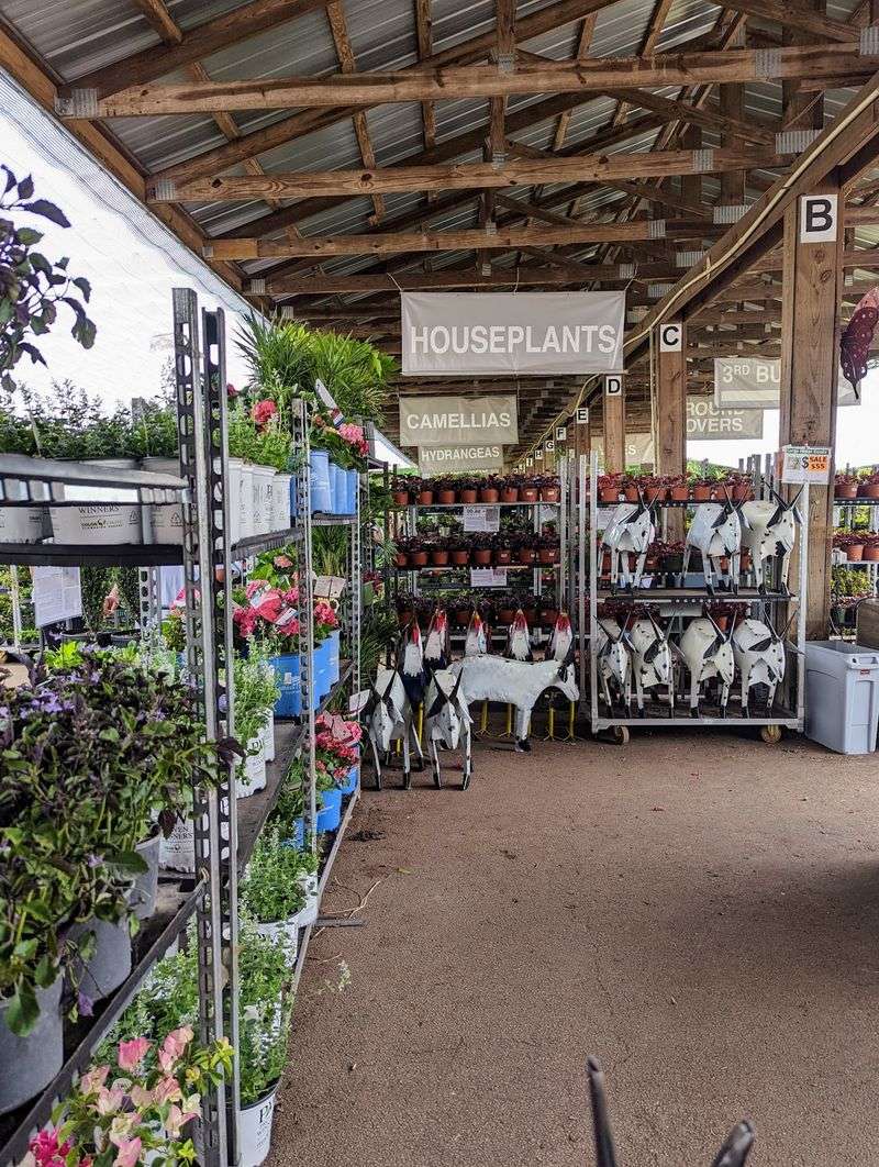Shrubs Share Space With Houseplants, Trees And Edibles