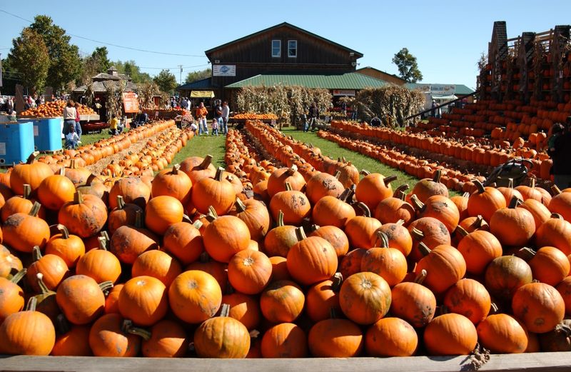 Pumpkins Still Get The Last Word